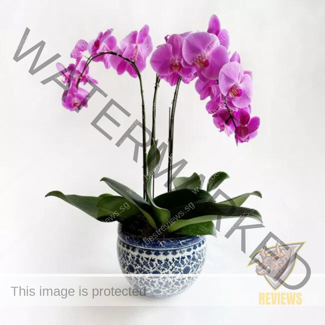 Best Flower Delivery - Flower Addict 06