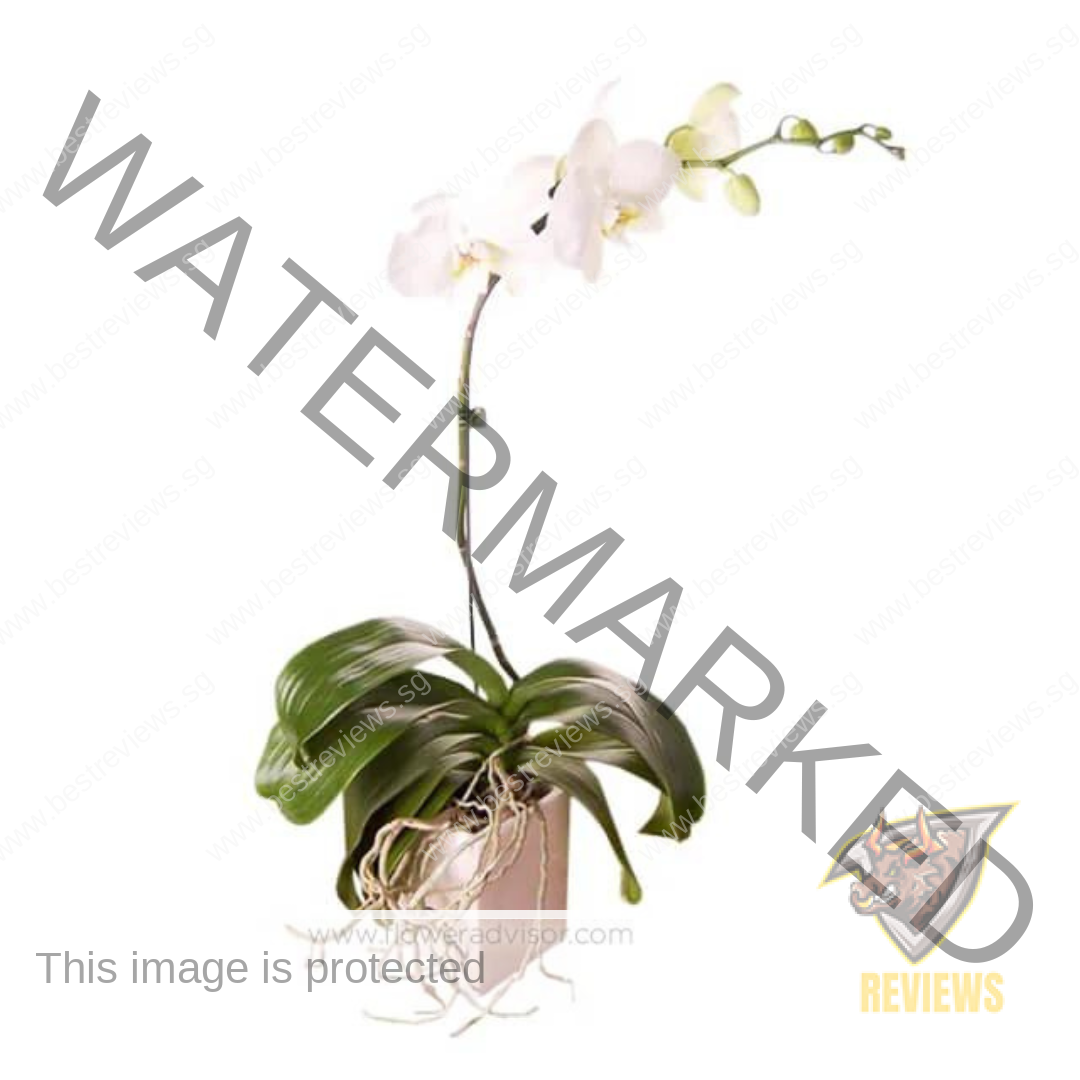 Best Flower Delivery - FlowerAdvisor 06
